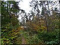 NZ1947 : Path through Standagainstall Plantation by Robert Graham