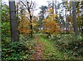 NZ1947 : Autumn colours in the plantation by Robert Graham