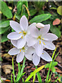 SO7119 : Schizostylis Hesperantha coccinea by Jonathan Billinger