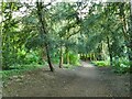 SE3668 : Path through Church Wood by Stephen Craven