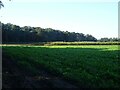 TL9581 : Crop field off Knettishall Road by JThomas