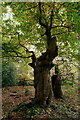 SU9585 : Burnham Beeches by Peter Trimming