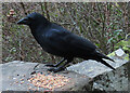 NT2570 : Carrion Crow (Corvus corone) by Anne Burgess