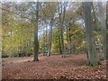 SU7592 : Autumn leaves, Park Wood, Ibstone by Simon Mortimer