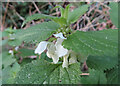 NT2863 : White Dead-Nettle (Lamium album) by Anne Burgess