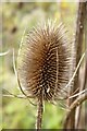 SO9438 : A teasel by Philip Halling