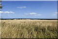 NO7055 : East-facing view from Craig Road of a wheat field, Angus by Adrian Diack