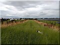 SJ5142 : Footpath through Bubney Solar Farm by Jeff Buck