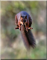 SD8286 : Leaping squirrel by Andy Stephenson