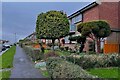 SP8880 : Topiary on Weekley Glebe Road by Philip Jeffrey