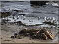 NZ4061 : Waders on the beach at Whitburn by Robert Graham