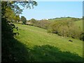 SX8491 : Field near Clove Farm by Derek Harper