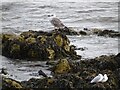 NZ4161 : Great Black-backed Gull at Whitburn by Robert Graham