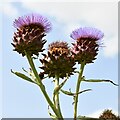 TF9007 : Holme Hale Hall Gardens: Globe artichoke by Michael Garlick