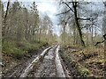 SJ7740 : Muddy track on Maer Hills by Jonathan Hutchins