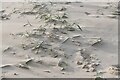 TG5018 : Hemsby Beach: Marram grass beginning to take hold by Michael Garlick