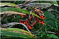 TM0733 : Flatford Mill: Stinking iris 'Iris foetidissima' by Michael Garlick