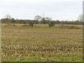 SK2629 : Stubble field off Egginton Road by Alan Murray-Rust