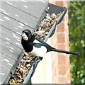 SJ9594 : Magpie (Pica pica) by Gerald England