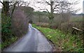 SX8478 : Primroses near Dunley Plantation by Derek Harper