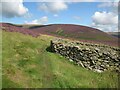 NY2930 : Sheepfold below Great Calva by Adrian Taylor