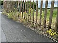 SJ9224 : Narrow-leaved Ragwort by the allotments by Jonathan Hutchins