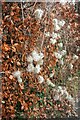 SX8966 : Beech and old man's beard, Nicholson Road by Derek Harper