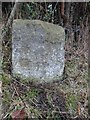 SO6306 : Boundary Stone, Yorkley by Mr Red