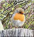 SE4202 : Robin at Old Moor by Dave Pickersgill