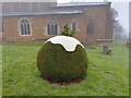 SP4946 : Christmas pudding bush by Oscar Taylor