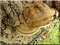 TL4659 : Bracket fungi on willow stump, Stourbridge Common - 2 by Alan Murray-Rust