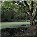 SP1681 : Pond on south side of Elmdon Coppice by A J Paxton