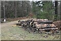 SU2513 : Log stack in King's Garn Gutter Inclosure by David Martin