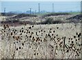 TA1135 : Noddle Hill Nature Reserve, Kingston upon Hull by Bernard Sharp