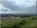 NZ8402 : Sheep on Goathland Moor by Kevin Pearson