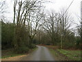 SU2302 : Bisterne Close, New Forest, near Burley by Malc McDonald