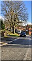 ST3094 : Deciduous trees in early January, Liswerry Drive, Cwmbran by Jaggery