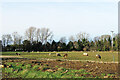 TL5357 : Sheep grazing in a Fenland field by John Sutton