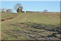 SO9356 : Maize stubble by Philip Halling