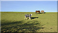 NZ0948 : Horses: two grazing, one watching by Trevor Littlewood