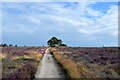 TM4768 : The path across Dunwich heath... by Bill Harrison