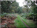 SK6168 : Bridleway in Sherwood Forest by Tom Courtney