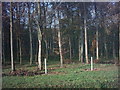 TM3672 : Part of Lodge Wood by Geographer