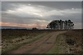 SE6692 : Clump of Trees by West Harland Farm entrance by Colin Grice