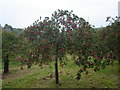  : Cider Orchard by Dave D