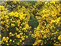 NZ0747 : Oh My Gorse! by Christine Westerback