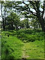 NX9255 : Woodland at Mersehead Nature Reserve by Christine Westerback