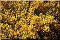 NJ4867 : Broom (Cytisus scoparius) by Anne Burgess