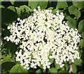 NJ3061 : Elder Flowers (Sambucus nigra) by Anne Burgess