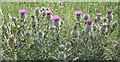 NJ3059 : Scotch Thistle (Cirsium vulgare) by Anne Burgess